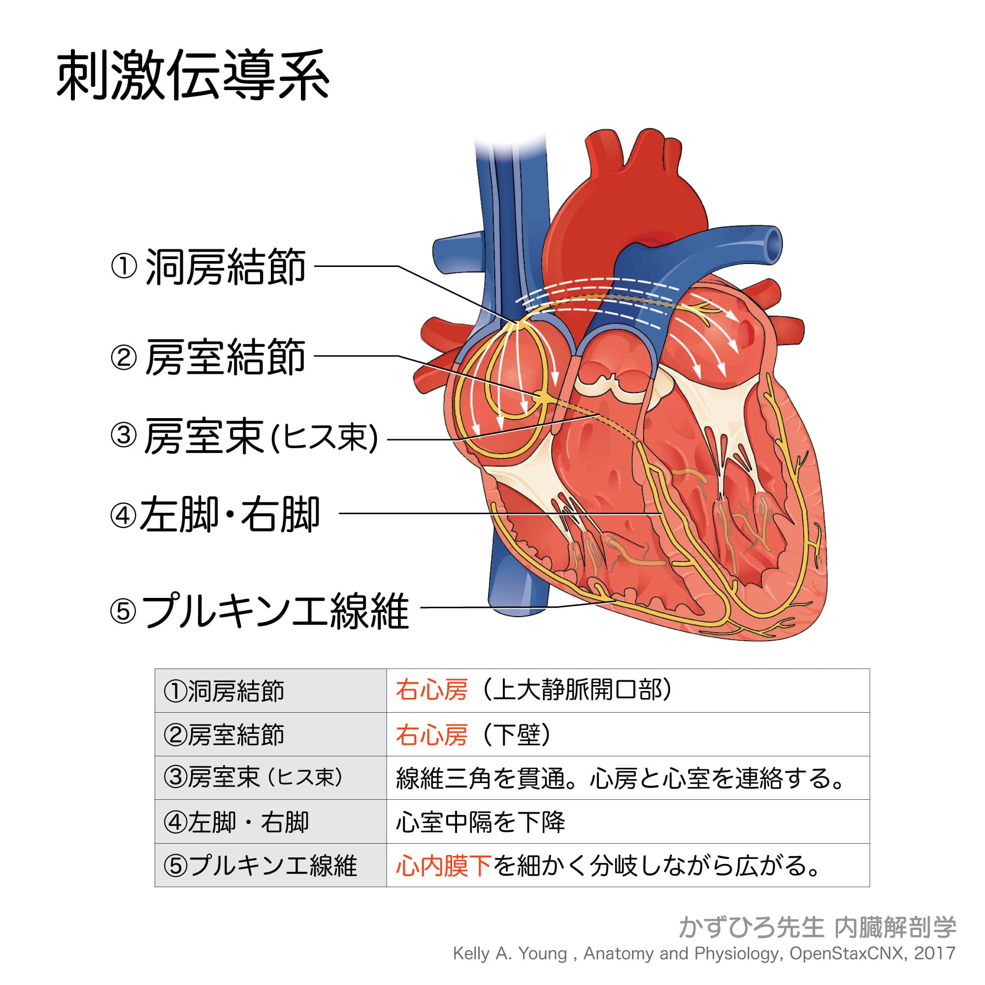 刺激伝導系