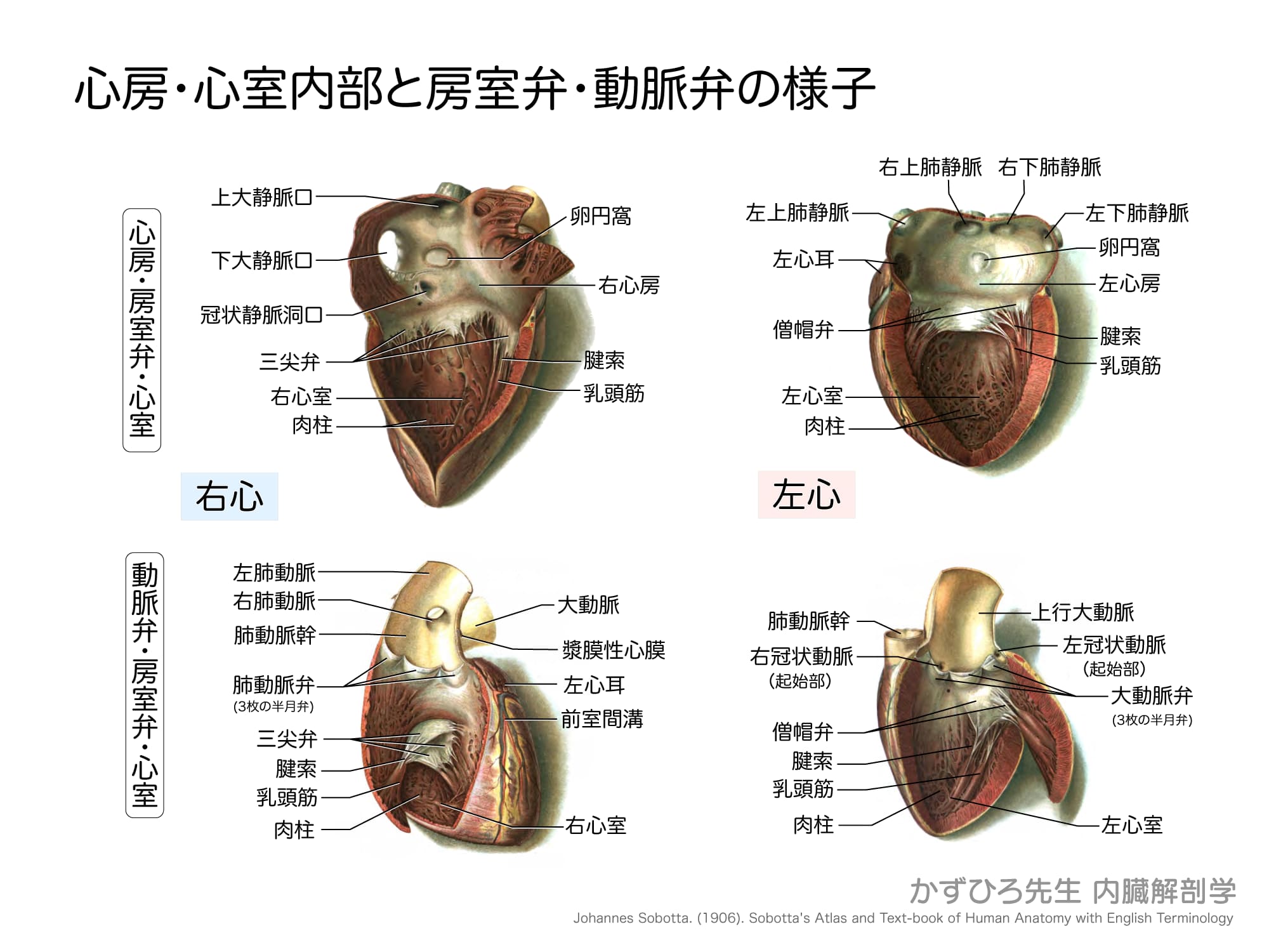 心房・心室内部と房室弁・動脈弁の様子