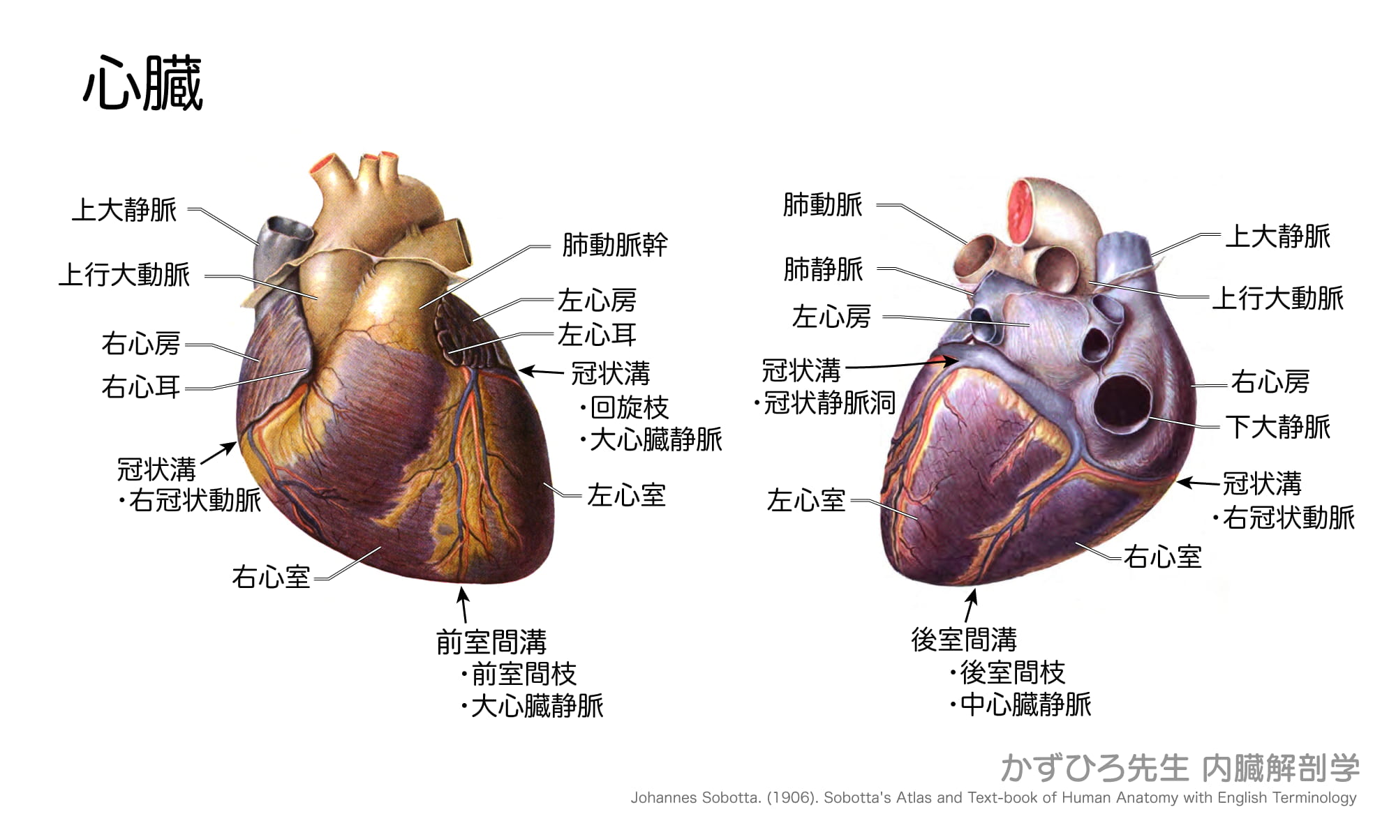 心臓の外観：心房と心室