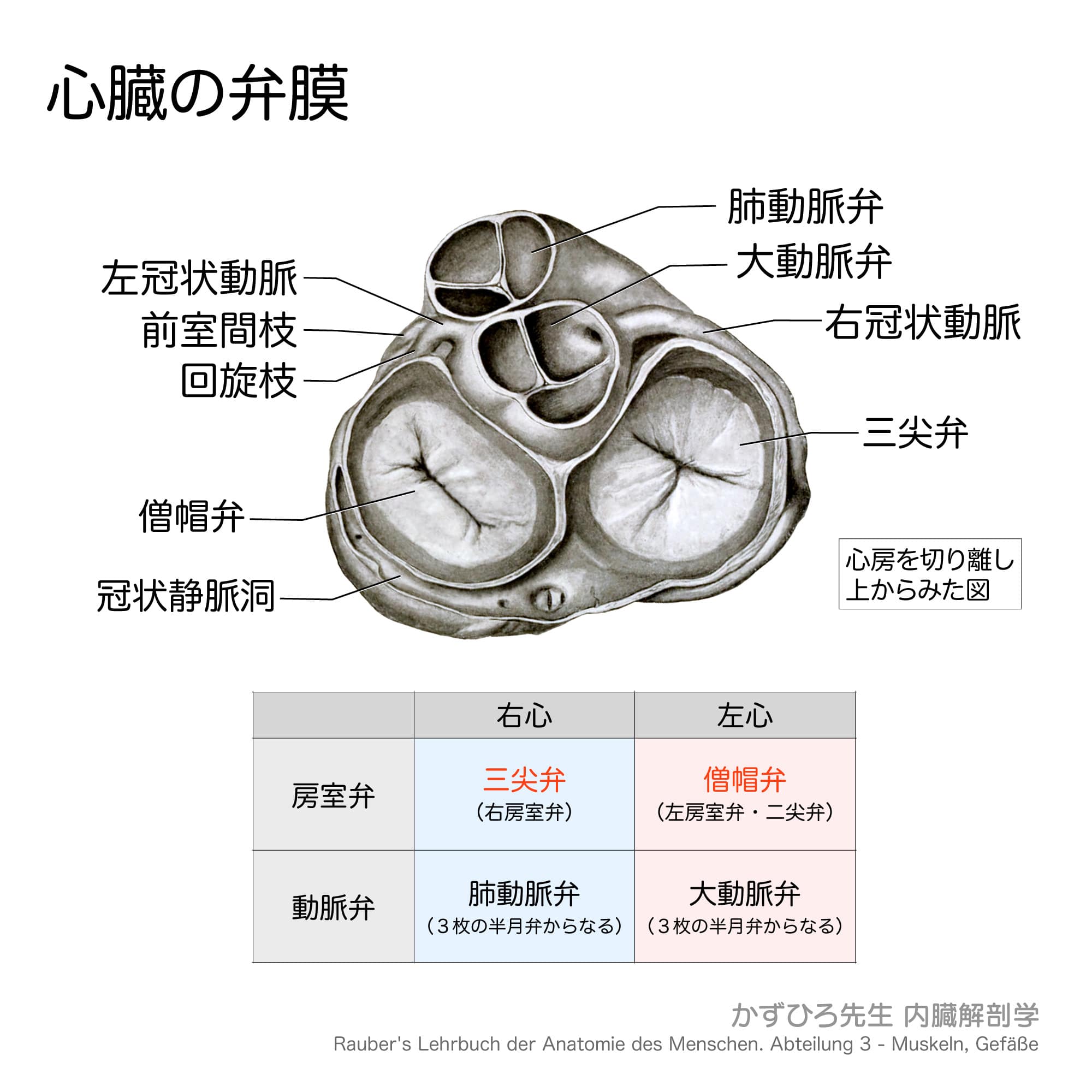 心臓の弁膜