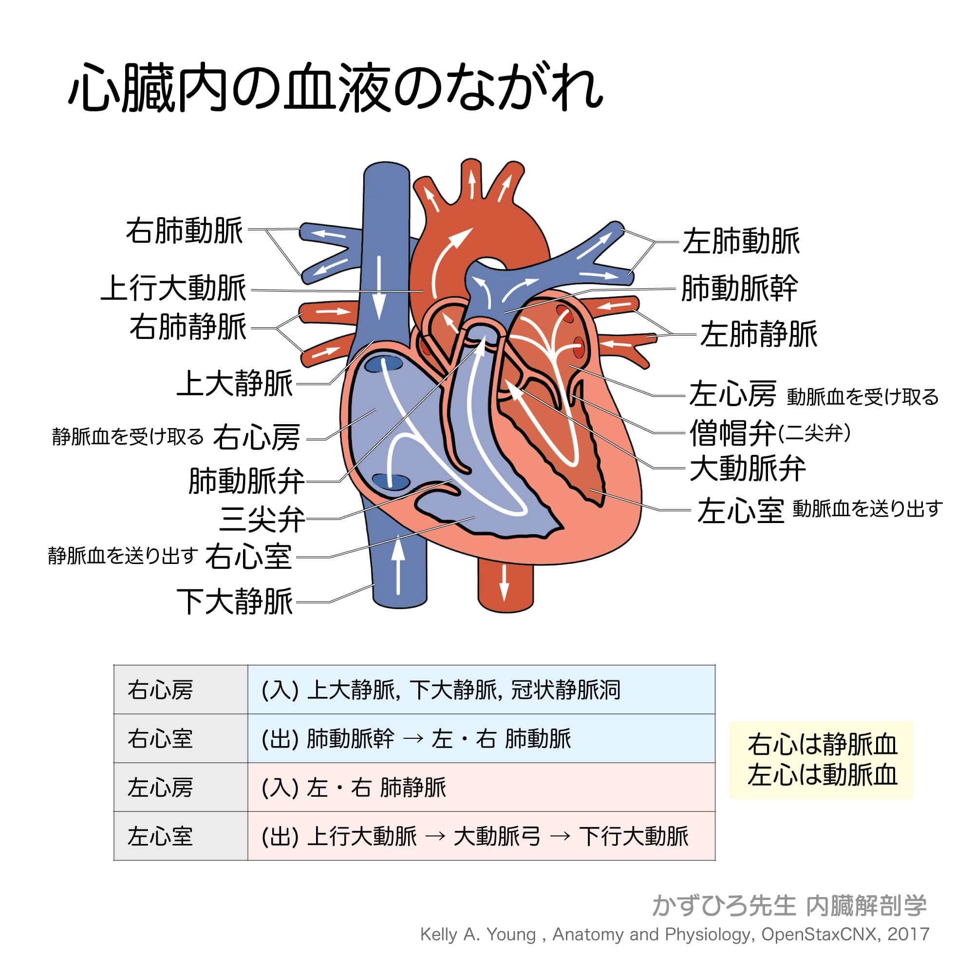 心臓内の血液の流れ