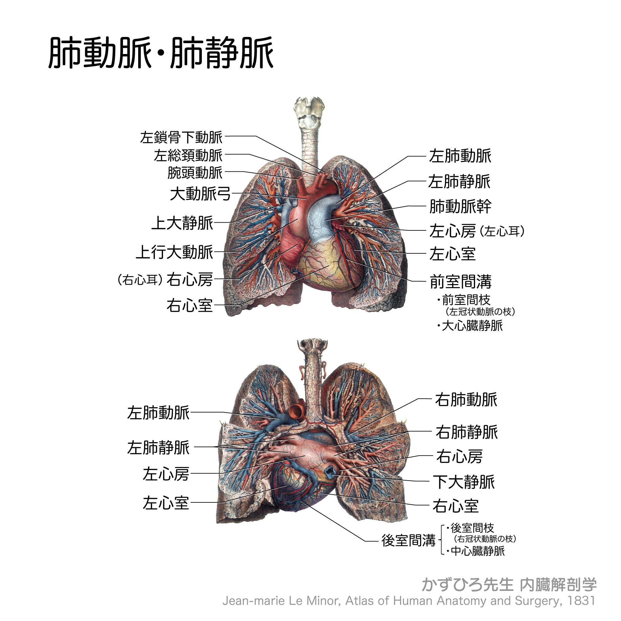 肺動脈と肺静脈