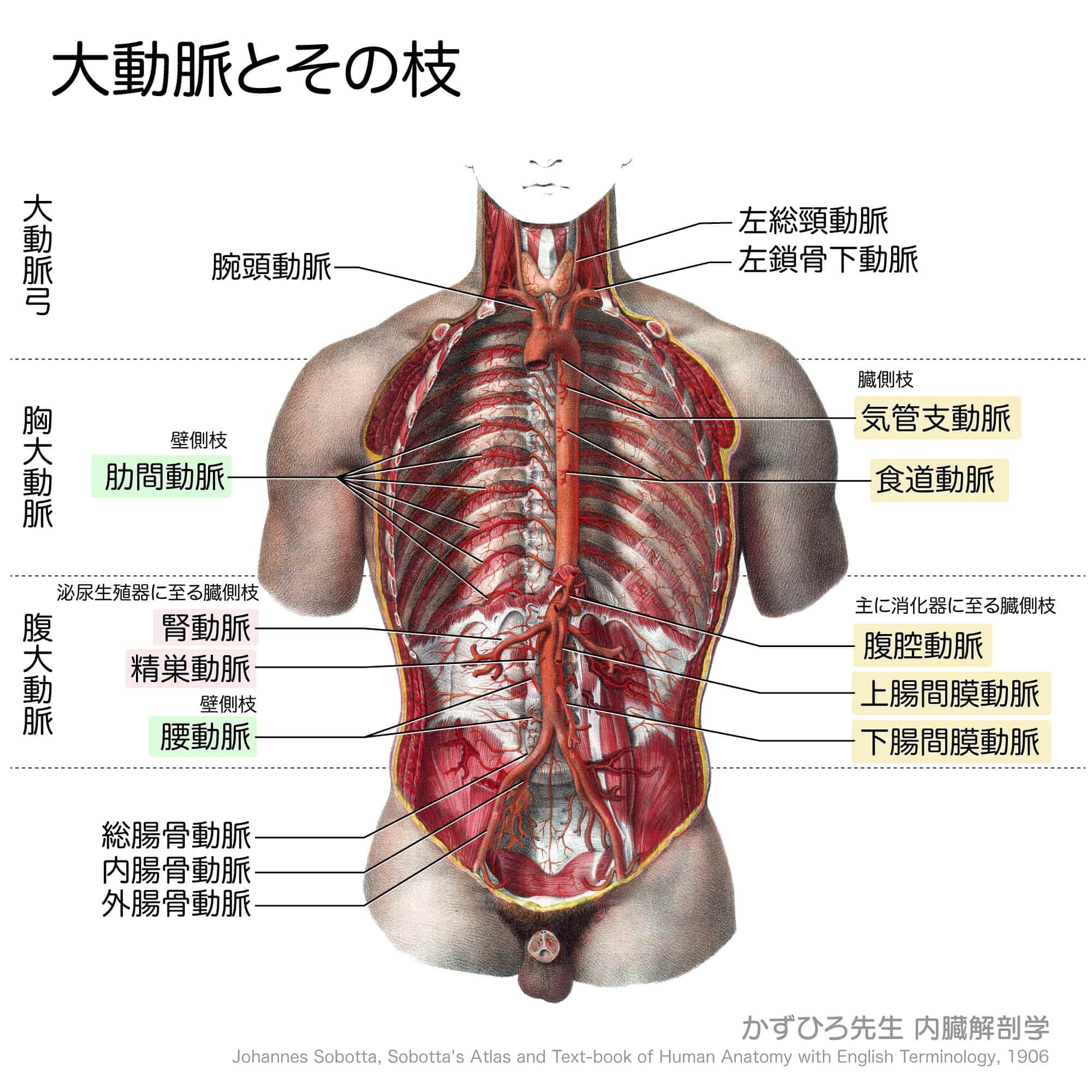 大動脈の全体像