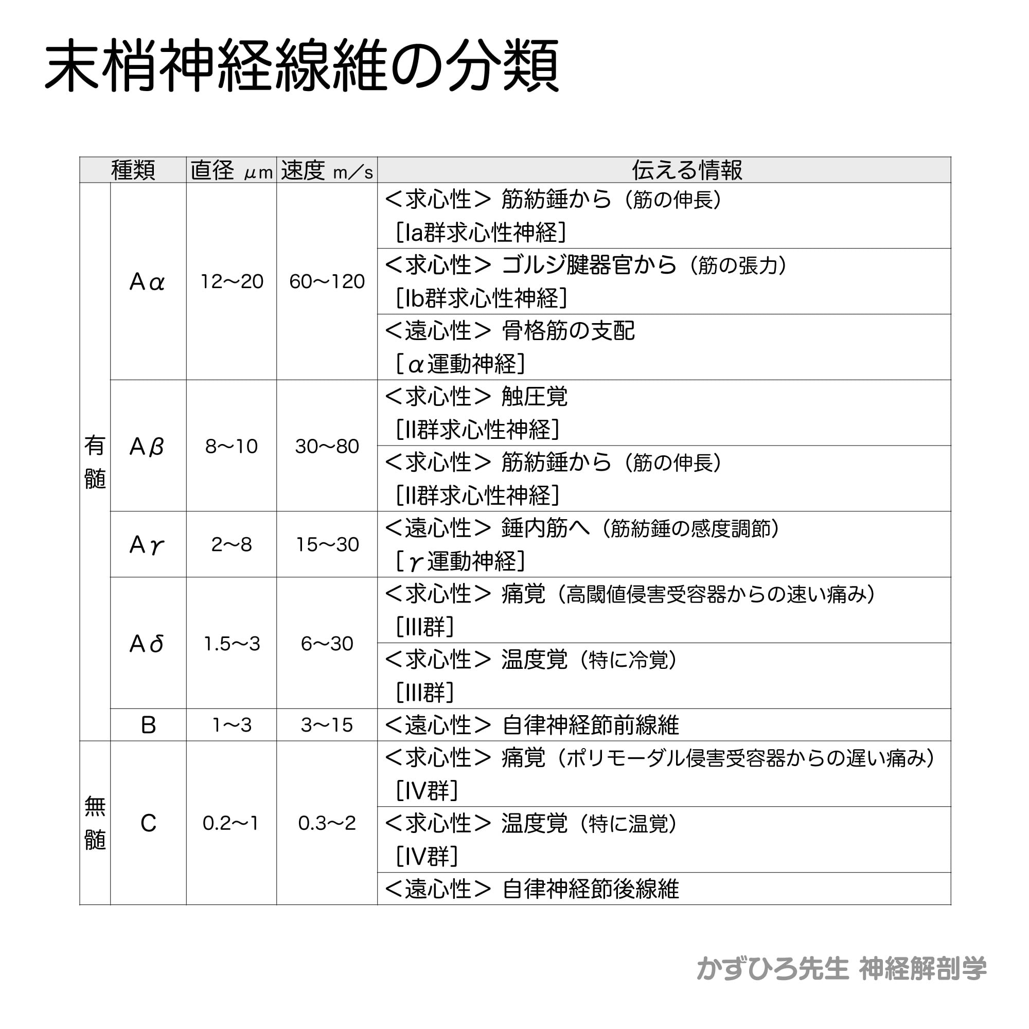 末梢神経線維の分類