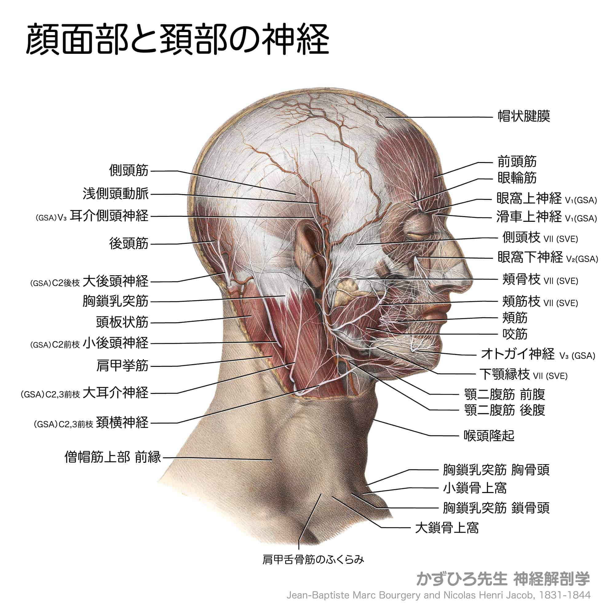 顔面部と頚部の神経