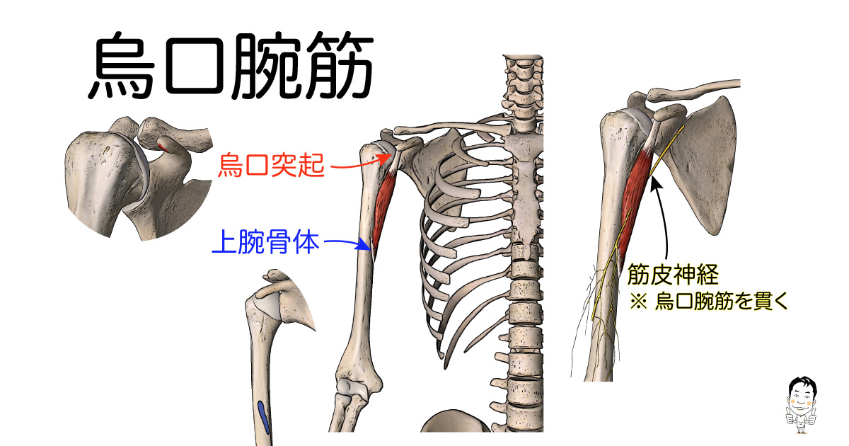 烏口腕筋の解剖学的特徴、触診法、および機能 – AHQS